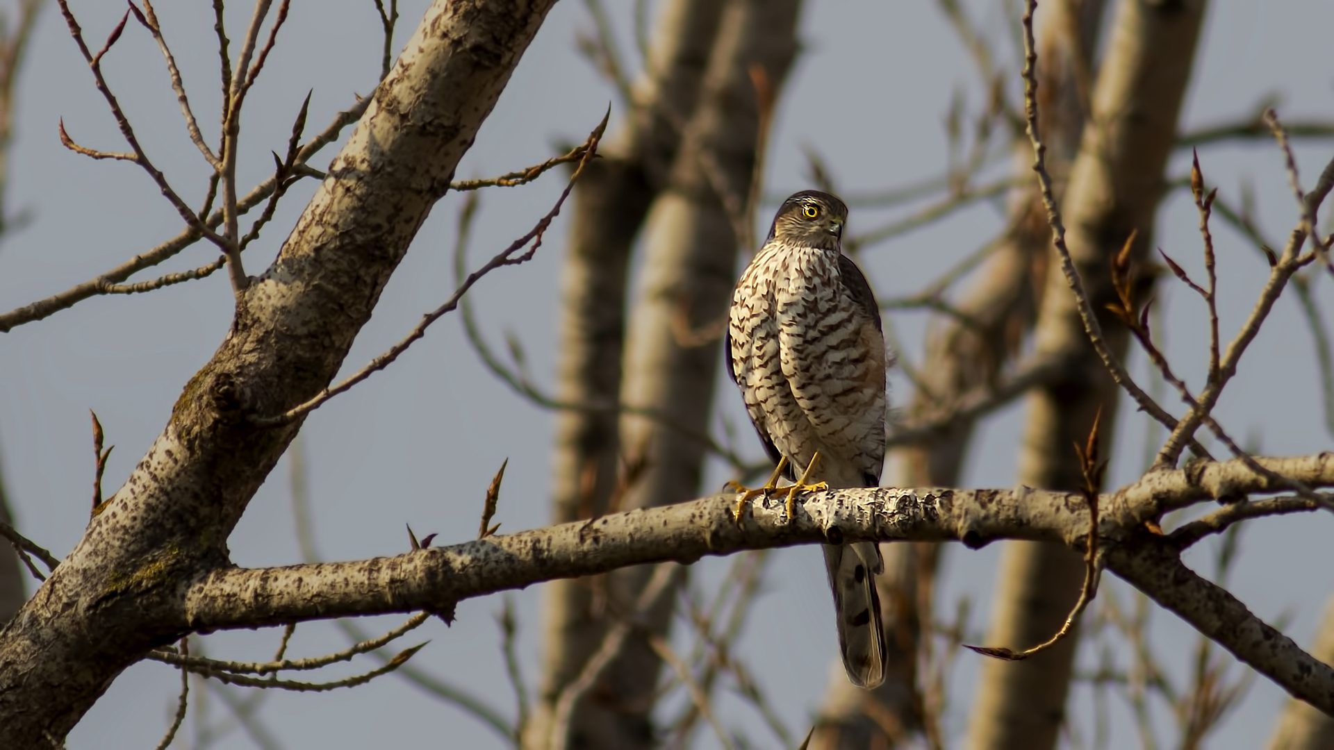 Levant Sparrowhawk